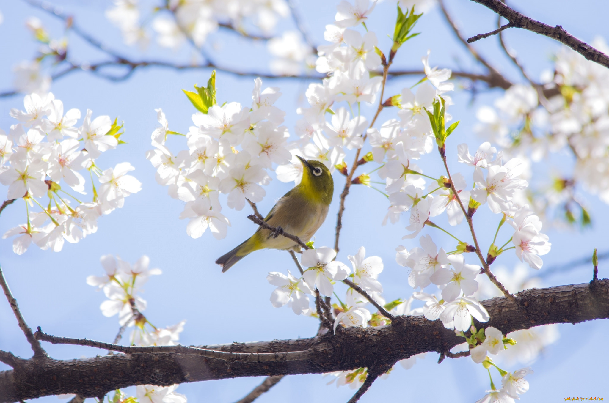 Картинки с изображением весны. Японская белоглазка. Природа весной. Весенняя природа. Вес.